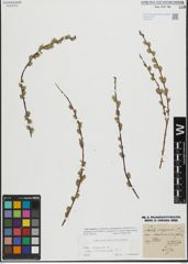 Foto von Salix repens L.